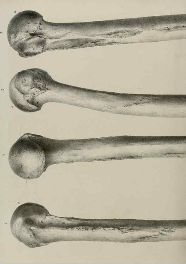 Reproducción/Reproduction 7408505602: Transactions of the Zoological Society of London.. [London] :Published for the Zoological Society of London by Academic Press