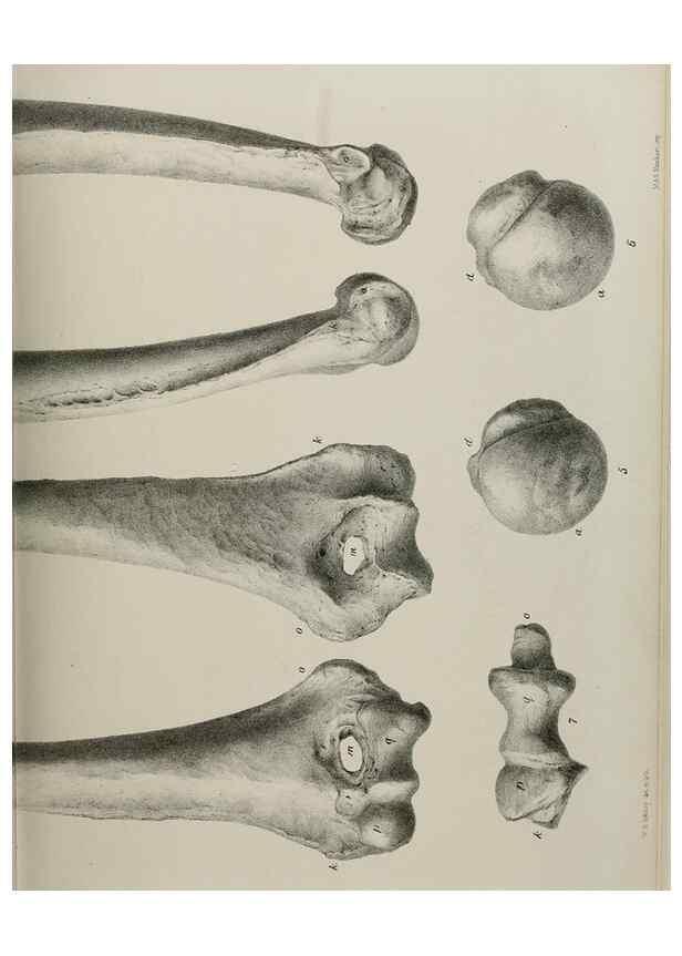 Reproducción/Reproduction 7408506798: Transactions of the Zoological Society of London.. [London] :Published for the Zoological Society of London by Academic Press