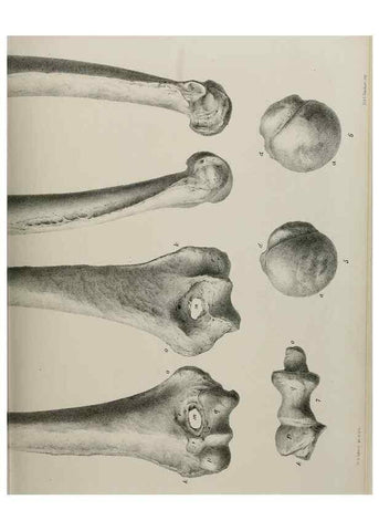 Reproducción/Reproduction 7408506798: Transactions of the Zoological Society of London.. [London] :Published for the Zoological Society of London by Academic Press
