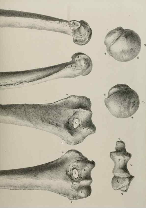 Reproducción/Reproduction 7408506798: Transactions of the Zoological Society of London.. [London] :Published for the Zoological Society of London by Academic Press