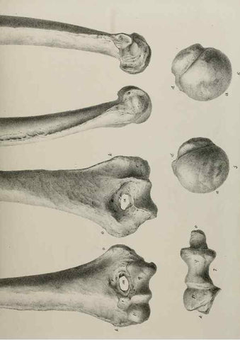Reproducción/Reproduction 7408506798: Transactions of the Zoological Society of London.. [London] :Published for the Zoological Society of London by Academic Press
