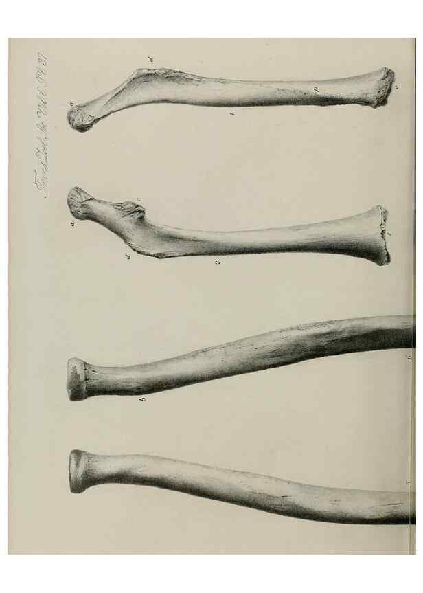 Reproducción/Reproduction 7408508236: Transactions of the Zoological Society of London.. [London] :Published for the Zoological Society of London by Academic Press