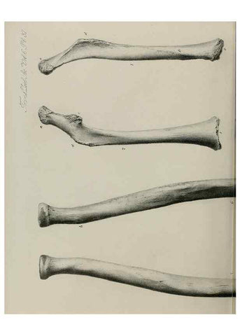 Reproducción/Reproduction 7408508236: Transactions of the Zoological Society of London.. [London] :Published for the Zoological Society of London by Academic Press
