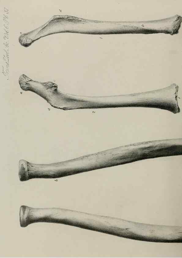 Reproducción/Reproduction 7408508236: Transactions of the Zoological Society of London.. [London] :Published for the Zoological Society of London by Academic Press