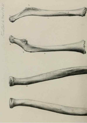 Reproducción/Reproduction 7408508236: Transactions of the Zoological Society of London.. [London] :Published for the Zoological Society of London by Academic Press