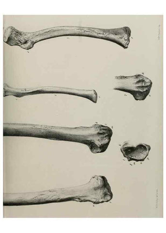 Reproducción/Reproduction 7408509076: Transactions of the Zoological Society of London.. [London] :Published for the Zoological Society of London by Academic Press