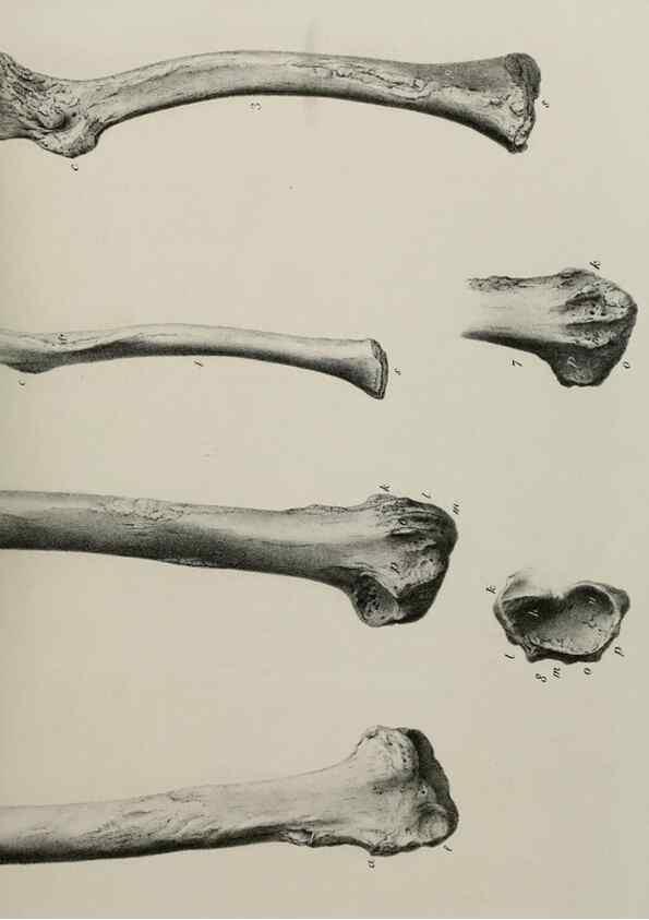 Reproducción/Reproduction 7408509076: Transactions of the Zoological Society of London.. [London] :Published for the Zoological Society of London by Academic Press