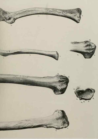 Reproducción/Reproduction 7408509076: Transactions of the Zoological Society of London.. [London] :Published for the Zoological Society of London by Academic Press