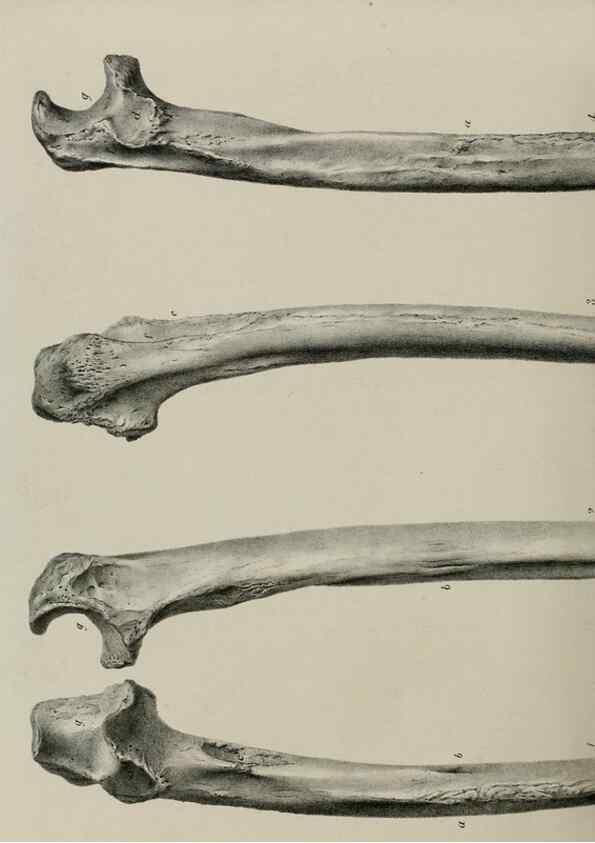 Reproducción/Reproduction 7408510020: Transactions of the Zoological Society of London.. [London] :Published for the Zoological Society of London by Academic Press