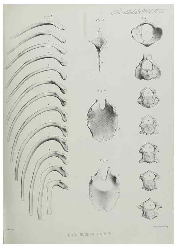 Reproducción/Reproduction 7408488232: Transactions of the Zoological Society of London.. [London] :Published for the Zoological Society of London by Academic Press
