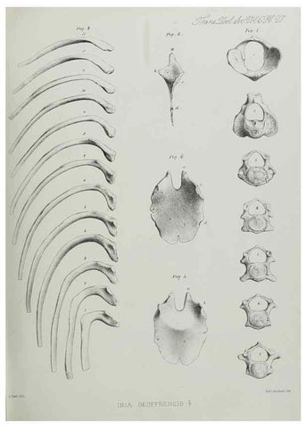 Reproducción/Reproduction 7408488232: Transactions of the Zoological Society of London.. [London] :Published for the Zoological Society of London by Academic Press