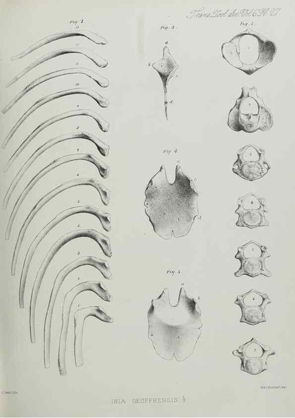 Reproducción/Reproduction 7408488232: Transactions of the Zoological Society of London.. [London] :Published for the Zoological Society of London by Academic Press