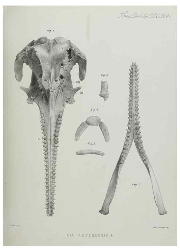 Reproducción/Reproduction 7408486698: Transactions of the Zoological Society of London.. [London] :Published for the Zoological Society of London by Academic Press