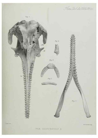 Reproducción/Reproduction 7408486698: Transactions of the Zoological Society of London.. [London] :Published for the Zoological Society of London by Academic Press