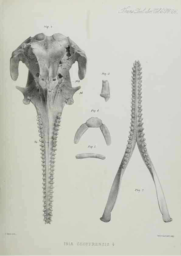 Reproducción/Reproduction 7408486698: Transactions of the Zoological Society of London.. [London] :Published for the Zoological Society of London by Academic Press