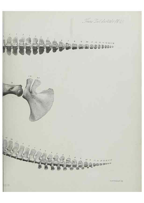 Reproducción/Reproduction 7408485192: Transactions of the Zoological Society of London.. [London] :Published for the Zoological Society of London by Academic Press