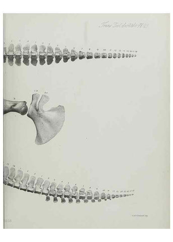 Reproducción/Reproduction 7408485192: Transactions of the Zoological Society of London.. [London] :Published for the Zoological Society of London by Academic Press