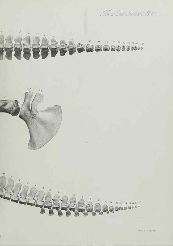 Reproducción/Reproduction 7408485192: Transactions of the Zoological Society of London.. [London] :Published for the Zoological Society of London by Academic Press