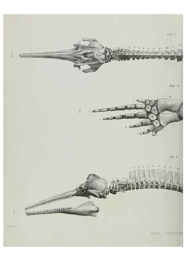 Reproducción/Reproduction 7408483630: Transactions of the Zoological Society of London.. [London] :Published for the Zoological Society of London by Academic Press