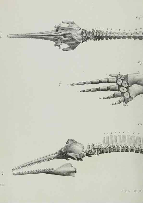 Reproducción/Reproduction 7408483630: Transactions of the Zoological Society of London.. [London] :Published for the Zoological Society of London by Academic Press