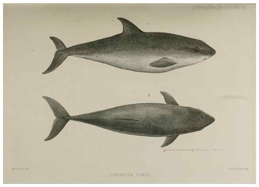 Reproducción/Reproduction 7408455230: Transactions of the Zoological Society of London.. [London] :Published for the Zoological Society of London by Academic Press