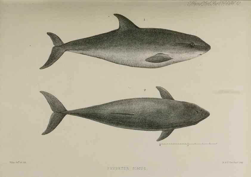 Reproducción/Reproduction 7408455230: Transactions of the Zoological Society of London.. [London] :Published for the Zoological Society of London by Academic Press