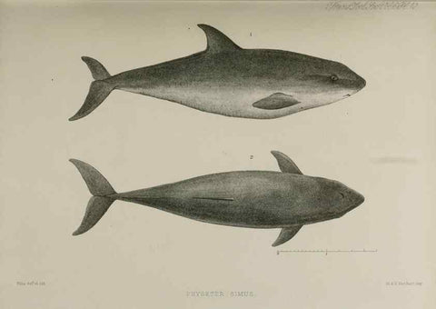 Reproducción/Reproduction 7408455230: Transactions of the Zoological Society of London.. [London] :Published for the Zoological Society of London by Academic Press