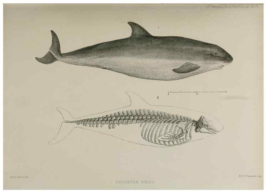 Reproducción/Reproduction 7408457146: Transactions of the Zoological Society of London.. [London] :Published for the Zoological Society of London by Academic Press