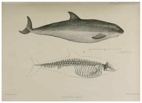 Reproducción/Reproduction 7408457146: Transactions of the Zoological Society of London.. [London] :Published for the Zoological Society of London by Academic Press