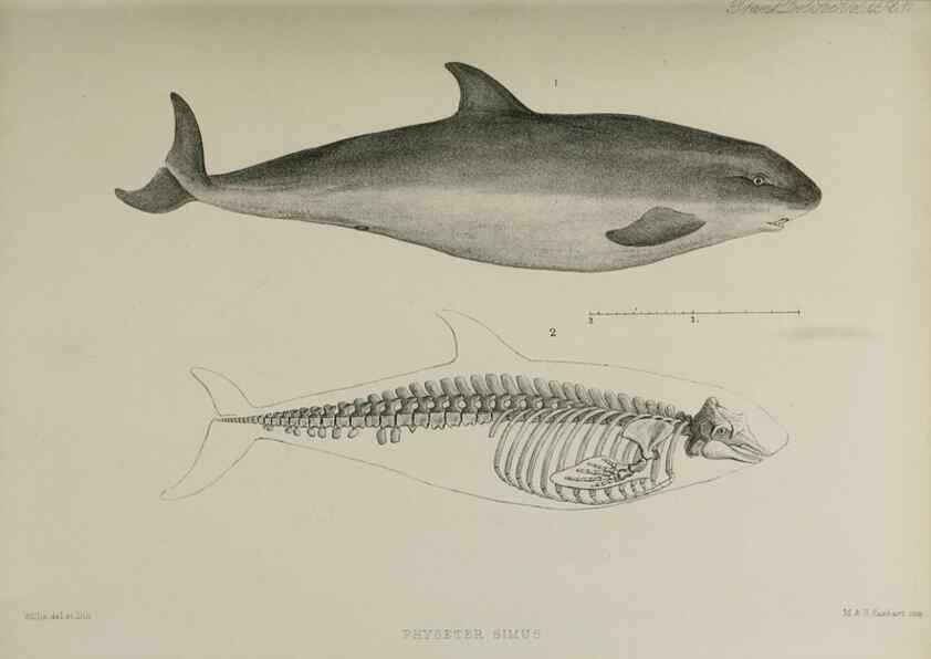 Reproducción/Reproduction 7408457146: Transactions of the Zoological Society of London.. [London] :Published for the Zoological Society of London by Academic Press