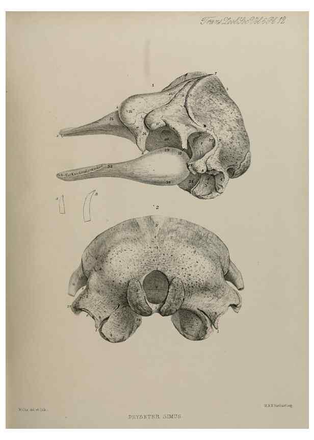 Reproducción/Reproduction 7408458394: Transactions of the Zoological Society of London.. [London] :Published for the Zoological Society of London by Academic Press