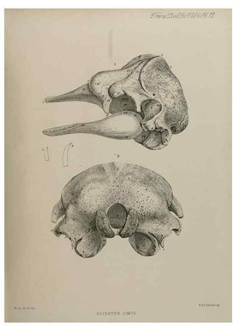 Reproducción/Reproduction 7408458394: Transactions of the Zoological Society of London.. [London] :Published for the Zoological Society of London by Academic Press
