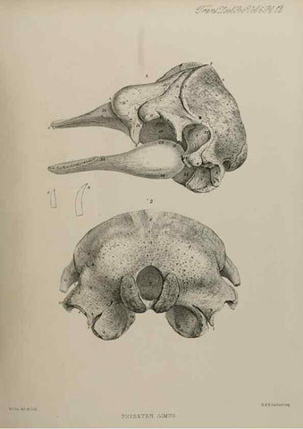 Reproducción/Reproduction 7408458394: Transactions of the Zoological Society of London.. [London] :Published for the Zoological Society of London by Academic Press