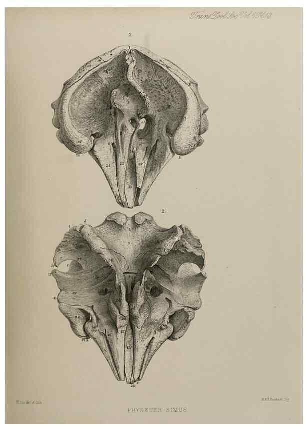 Reproducción/Reproduction 7408460496: Transactions of the Zoological Society of London.. [London] :Published for the Zoological Society of London by Academic Press