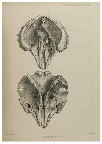 Reproducción/Reproduction 7408460496: Transactions of the Zoological Society of London.. [London] :Published for the Zoological Society of London by Academic Press