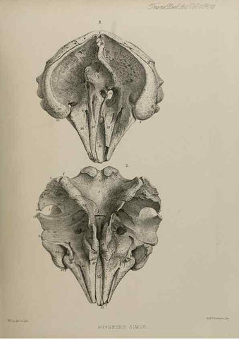 Reproducción/Reproduction 7408460496: Transactions of the Zoological Society of London.. [London] :Published for the Zoological Society of London by Academic Press