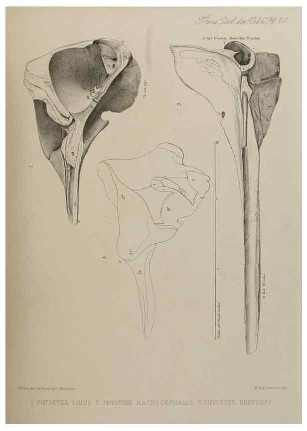 Reproducción/Reproduction 7408461960: Transactions of the Zoological Society of London.. [London] :Published for the Zoological Society of London by Academic Press