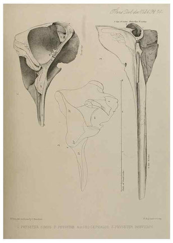Reproducción/Reproduction 7408461960: Transactions of the Zoological Society of London.. [London] :Published for the Zoological Society of London by Academic Press
