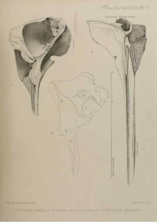 Reproducción/Reproduction 7408461960: Transactions of the Zoological Society of London.. [London] :Published for the Zoological Society of London by Academic Press
