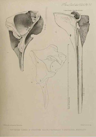 Reproducción/Reproduction 7408461960: Transactions of the Zoological Society of London.. [London] :Published for the Zoological Society of London by Academic Press