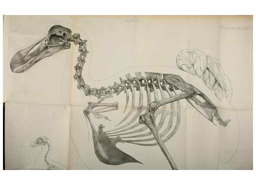 Reproducción/Reproduction 7408463424: Transactions of the Zoological Society of London.. [London] :Published for the Zoological Society of London by Academic Press
