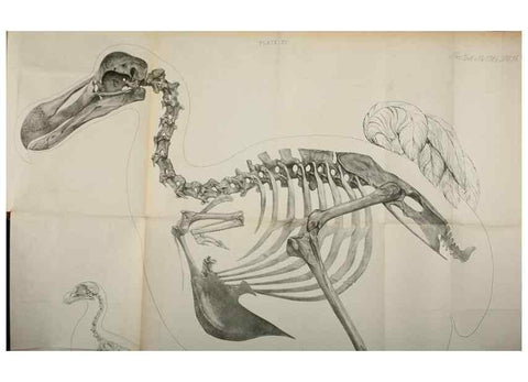 Reproducción/Reproduction 7408463424: Transactions of the Zoological Society of London.. [London] :Published for the Zoological Society of London by Academic Press