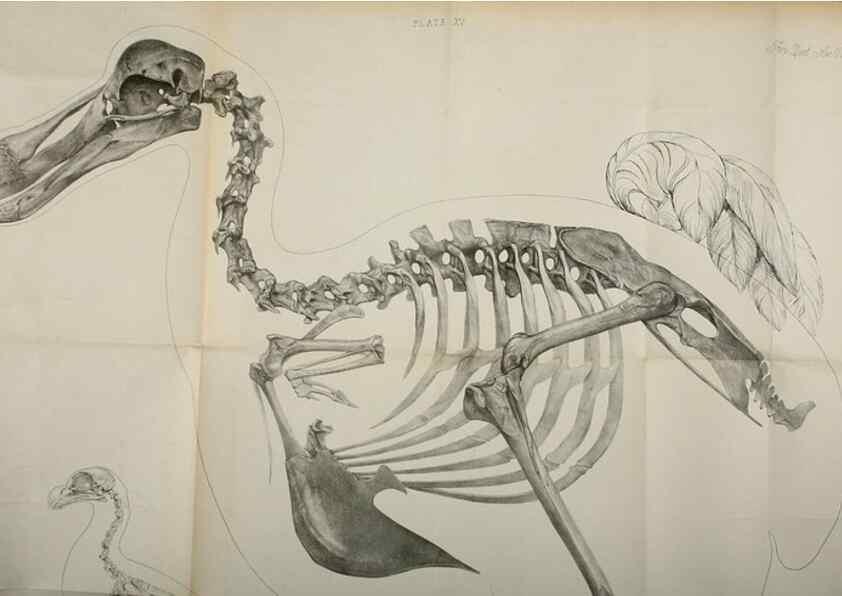 Reproducción/Reproduction 7408463424: Transactions of the Zoological Society of London.. [London] :Published for the Zoological Society of London by Academic Press