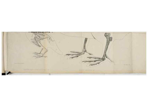 Reproducción/Reproduction 7408464094: Transactions of the Zoological Society of London.. [London] :Published for the Zoological Society of London by Academic Press