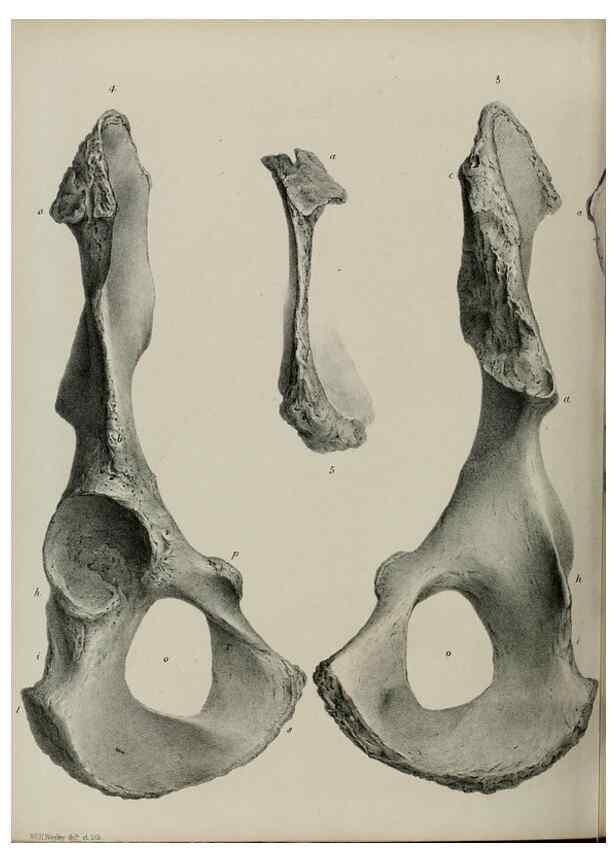 Reproducción/Reproduction 7408511804: Transactions of the Zoological Society of London.. [London] :Published for the Zoological Society of London by Academic Press