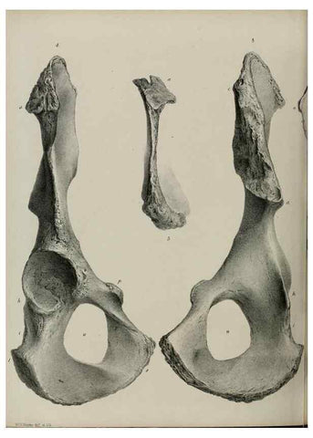 Reproducción/Reproduction 7408511804: Transactions of the Zoological Society of London.. [London] :Published for the Zoological Society of London by Academic Press