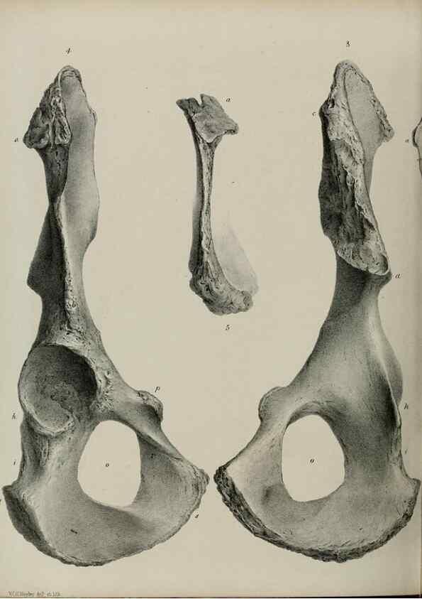 Reproducción/Reproduction 7408511804: Transactions of the Zoological Society of London.. [London] :Published for the Zoological Society of London by Academic Press