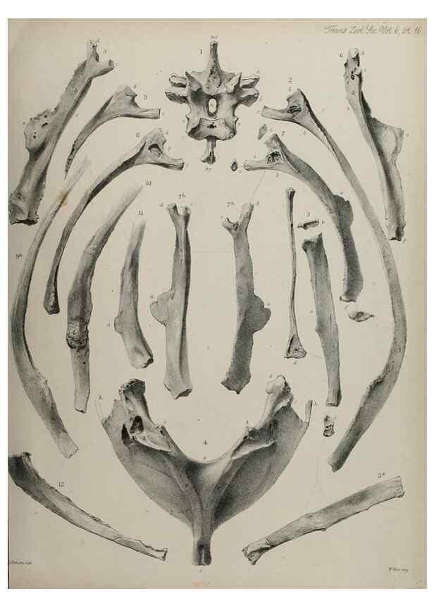 Reproducción/Reproduction 7408465614: Transactions of the Zoological Society of London.. [London] :Published for the Zoological Society of London by Academic Press