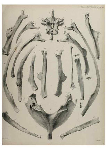 Reproducción/Reproduction 7408465614: Transactions of the Zoological Society of London.. [London] :Published for the Zoological Society of London by Academic Press