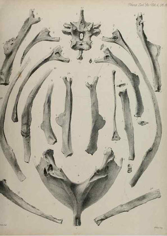 Reproducción/Reproduction 7408465614: Transactions of the Zoological Society of London.. [London] :Published for the Zoological Society of London by Academic Press